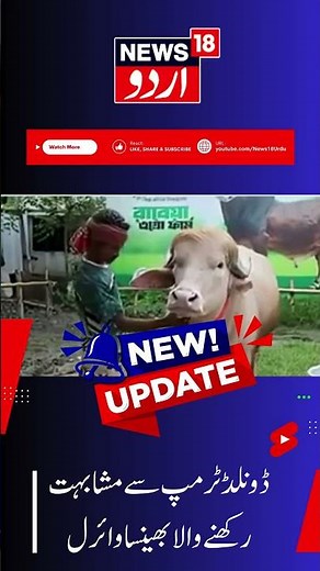 ‘Donald Trump’ Buffalo Goes Viral in Bangladesh for Its Golden Hair! | N18G