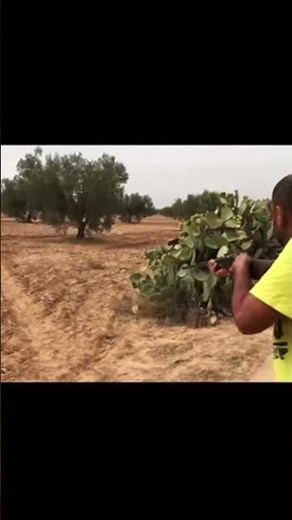 Rabbit hunting | chasse au lievre | صيد الأرنب