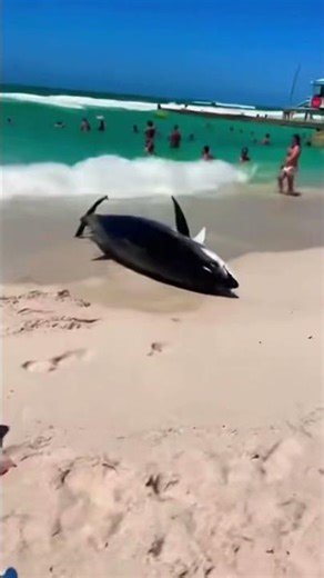 Beach Day Turns Insane When Huge Fish Explodes Out of the Water 😱