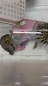 Red eared slider eating strawberry 🍓