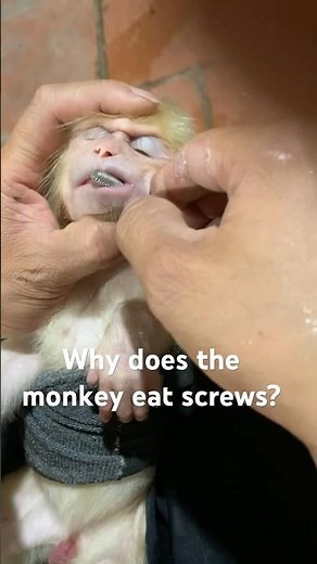 Why does the monkey eat screws?