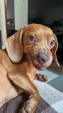 Angry Dachshund Turns Up Her Nose