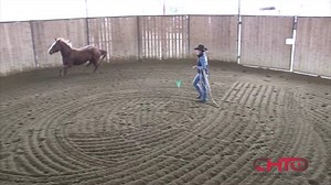 NEW VIDEOS! COLT STARTING! Kate Neubert has an extraordinary feel for young horses and recently she won the Jack Brainard Horsemanship award at the 2017 Road to the Horse colt starting competition. Kate teaches you how to prepare a young horse for its first ride and she explains why too much desensitizing is the BIGGEST mistake people make when starting a horse. | Cutting Horse Training Online