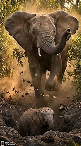 What I Learned from Studying Baby Elephant Cry for Survival