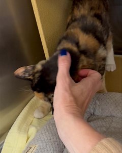 17K views · 3.7K reactions | Meet baby Calico! I was always saying...