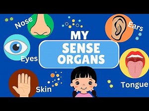 Sense Organs | Learn About 5 Senses for Kids
