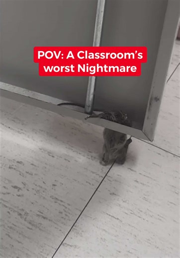 A student seen this today and the class freaked out 😩 I want to know how long it was there 😩😩😩 #teacherlife #teacherprobs #why #sendhelp #schoolproblems