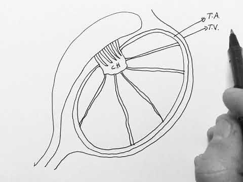 Anatomía del testículo