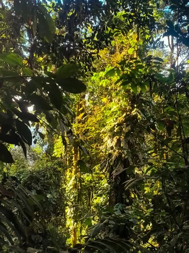 ⚠️ ATTENTION : Hiking side effects include sweating, euphoria and general awesomeness! #suriname #wildlife #adventure #hiking #jungle