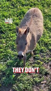 Proof that the mum tone works on animals and not just humans 🤣 (🎥: ViralHog)