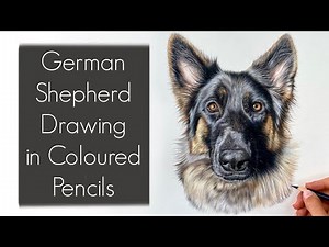 REALISTIC GERMAN SHEPHERD DRAWING IN COLOURED PENCILS / DRAWING PROCESS