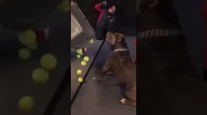 Little kid shows full control over giant pit bull in training