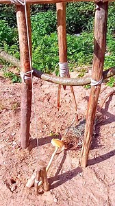 A Trap In Twenty Minuts #trap #forest #campinglife #tips #outdoors #survival #skills #bushcraft #camping | Trap Three