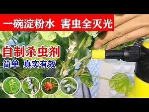 阳台种菜，分享一款有机杀虫剂，自己动手也能DIY！| DIY insecticide|杀虫记录，全程分享