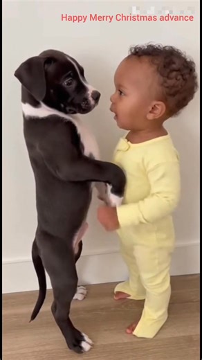 That serious pre-Christmas negotiation is underway! No shoes, nice paws, soft gentle hugs... only the best behavior for Santa! 🎅 💖 If this video made you smile, please Like and Share! Follow our page for more adorable moments like this!#ViralVideo #TrendingNow #VideoOfTheDay #ExploreMore #DogsOfFacebook #CuteDogs #FunnyDogs #DogLovers #PetLovers #FunnyVideo #LOL #ComedyVideo #USTrending #UKTrending #EuropeTrending #USAReels #UKReels #EuropeReels #GlobalReels #AIVideo #AIContent #AICreator #Tre