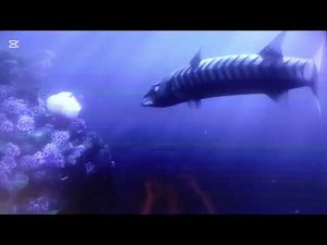 Finding Nemo [2003] - Barracuda Screen Time