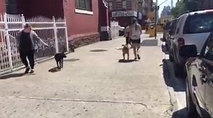 7.9K views · 80 reactions | All 5 of these Instinct Campers are staying with us to work on leash reactivity toward other dogs. Awesome work, pups! | Instinct Dog Behavior & Training NYC | Facebook