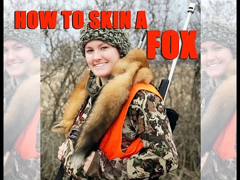 HOW TO SKIN A FOX, 7 MIN HOW TO VIDEO