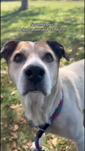 23K views · 997 reactions | Meet Tori at the Franklin County Dog Shelter today! 李 | Franklin County Dog Shelter & Adoption Center | Facebook