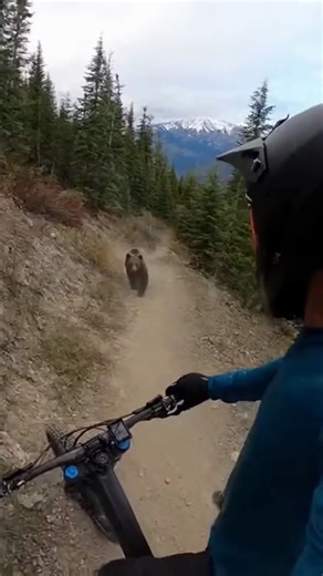 93K views · 55 reactions | What happens when a brave mountain biker meets a bear will have you in disbelief. Full story below. | InStyle Fashion One | Facebook