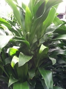 Caring for Dracaena Lisa (Corn Plant)