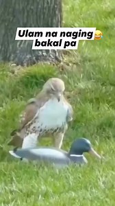 Ang cute talaga ng eagle #Goteamblessings #Eagles #fbyシvideo #fbreelsfypシ゚ #viewers #everyone #highlights | Larry Bustamante