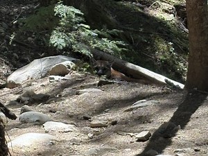 Hiker recalls 'terrifying' ordeal being stalked by cougars on popular Garibaldi trail