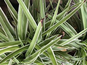 Stop Brown Tips on Spider Plants: Causes and Solutions | Gardenine