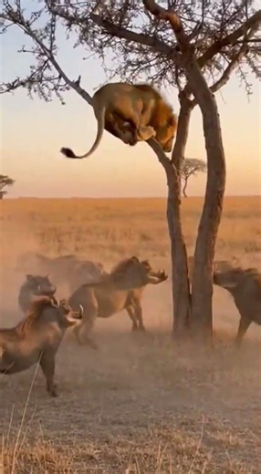 Lion Clambering Tree to Escape Aggressive Warthogs