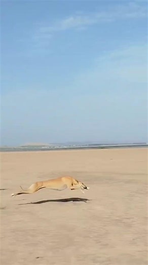 Greyhounds Racing in the Desert! Insane Speed! 🏜️💨 #dogs #wildliferescue #saluki #dogchallenge