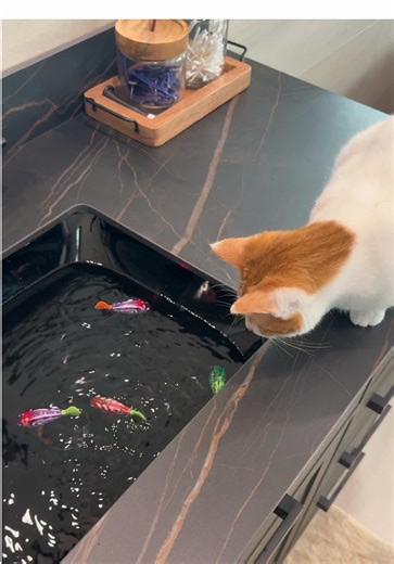 Should We Get Her a Real Fish for Her Cat?