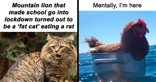 50 Funny And Relatable Animal Memes To Instantly Improve Your Entire Day (New Pics)