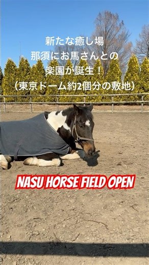 [A must-see for horse lovers] Nasu Horse Field, a new place where you can interact with horses, h...