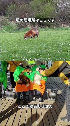 キツネの居場所はどちらでしょう？