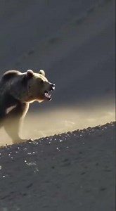 0 to 100 Speed! 💨 Explosive Bear Attack !! #animals #wildlife #wildliferescue #shorts