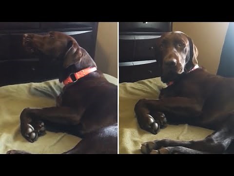 Puppy wakes up to realize he was howling in his sleep