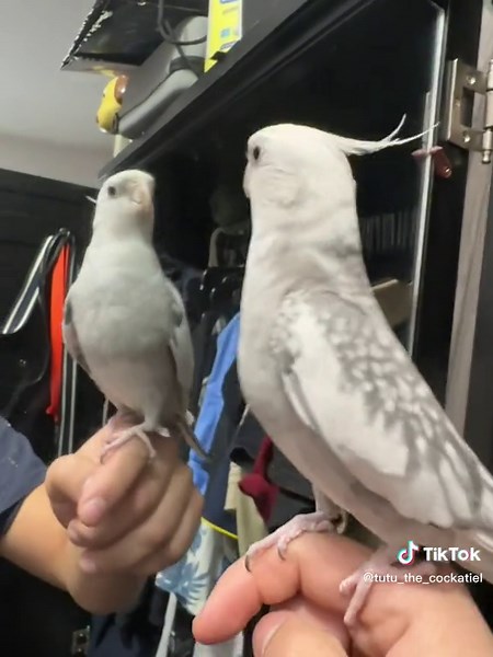 tutu_the_cockatiel on TikTok