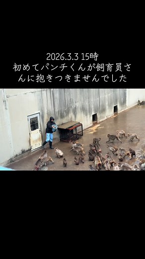 パンチくんの成長物語: 飼育員に抱きつかない日