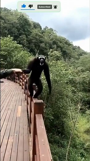 “The Loudest Animal on Earth? Howler Monkey’s 5 KM Roar! 🐒😱”