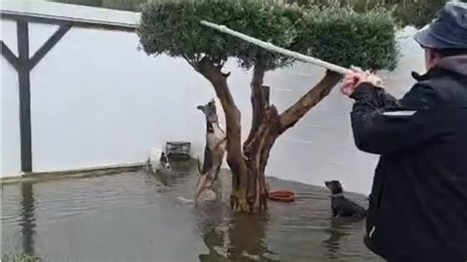 Mouse falls from a tree and gets chased by dogs