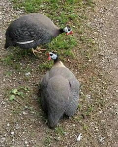 Momma's got a little surprise under there! | Little Seed Farm