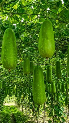 Boost Bottle Gourd Yield 3X with This Simple Farming Method | High Production Lau Cultivation
