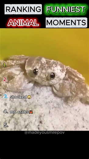Ranking Funniest Animal Moments (part1)