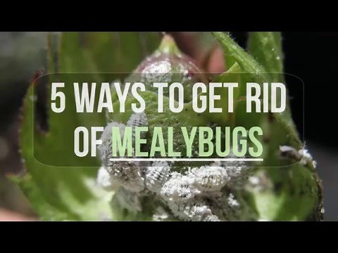 5 Ways to Get Rid of Mealybugs