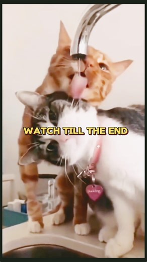 Dogs & Cats Playing Together… Pure Chaos and Cuteness 😂🐶🐱”