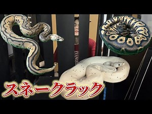激安！自作スネークラック！！【ボールパイソン】