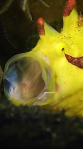 Clown Frogfish opens its Big Mouth wp 2w1cx #nature #wildlife #ocean #fish | PreeOcean