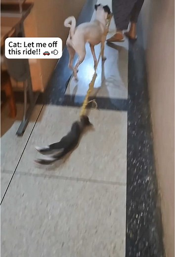 “They say cats and dogs don’t get along… here’s why.” 😼🐕💥#fyp #funny #funnyvideo #dog #doglover #pet #cat #cats #catlover