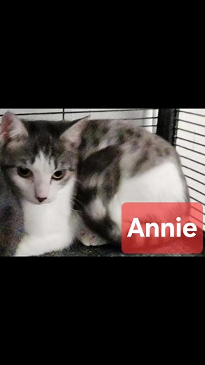 Update in this weekend's adoption event!! 3 adopted but still so many more to choose from. Bring your carrier and adopt a kitty today!! | Bail For Tails Rescue, NC | Facebook