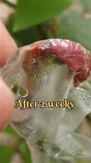 Rose Grafting / Bark Grafting /How To Graft Rose By Bark / Rose Graft #grafting #rosegrafting #bark